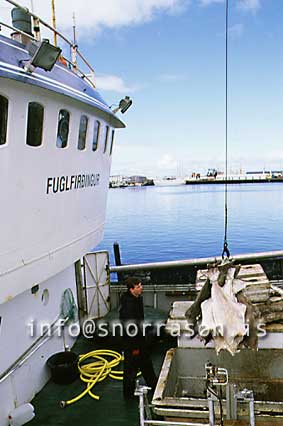 hs006557-01.jpg
Lúða, löndun, landing