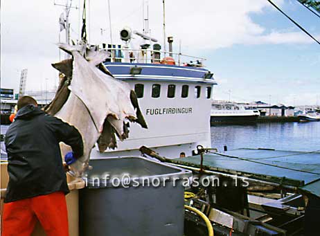 hs006556-01.jpg
Lúða, löndun, landing