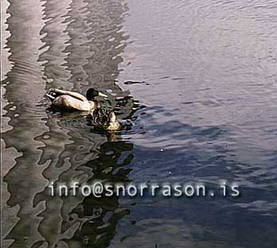 hs010601-01.jpg
Endur, Mallards