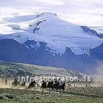 hs008770-01.jpg
Eyjafjallajökull, Tröllagil
horses in south highland,eyjafjallajökull glacier in background.