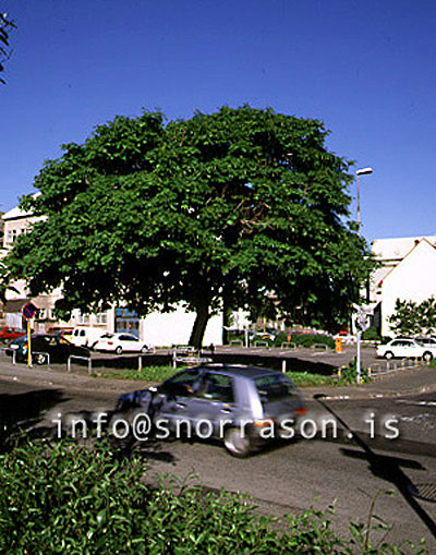 hs002491-01.jpg
Miðbærinn, one of the oldest trees in Reykjavik