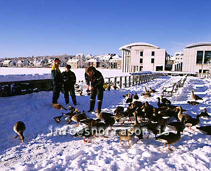 hs004318-01.jpg
Tjörnin í Reykjavík