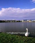 hs000044-01.jpg
Tjörnin, svanur
Swan by the pond