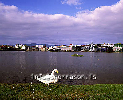 hs000037-01.jpg
Tjörnin, Svanir, The Pond, Swans