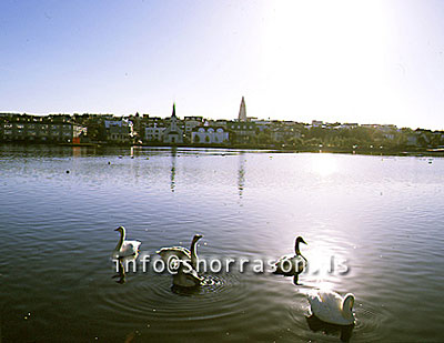 hs000025-01.jpg
Tjörnin
swans at the pond