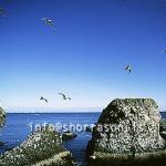 hs006140-01.jpg
Arnarstapi, cliffs, rocks