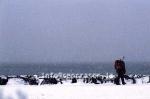 hs013986-01.jpg
gangandi maður, man walking