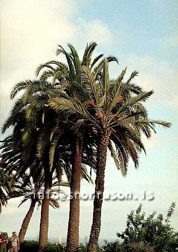 hs017550-01.jpg
pálmatré, palm trees