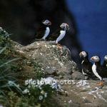 hs016816-01.jpg
Lundi, Puffin