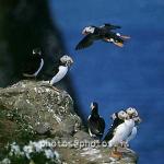 hs016814-01.jpg
Lundi, Puffin