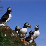 hs016318-01.jpg
Lundi, Lundar,  Puffins