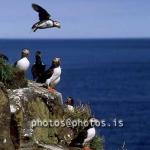 hs016316-01.jpg
Lundi, Lundar,  Puffins