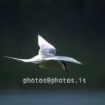 hs015990-01.jpg
Kría, Arctic Tern