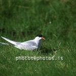 hs015989-01.jpg
Kría, Arctic Tern