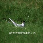 hs015987-01.jpg
Kría, Arctic Tern