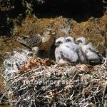 hs015196-01.jpg
Fálki, íslenski fálkinn, icelandic falcon, fálkaungar