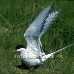 hs015183-01.jpg
Kría, arctic Tern