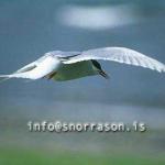 hs013780-01.jpg
Kría, arctic Tern