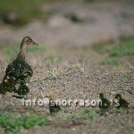 hs013316-01.jpg
Stokkönd með unga, Stokkönd, Mallard