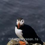 hs010036-01.jpg
Lundi, puffin