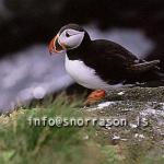 hs010035-01.jpg
Lundi, puffin