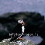 hs010034-01.jpg
Lundi, Puffin