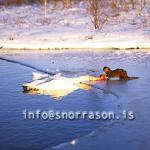 hs004725-01.jpg
minkur, drepur Álft, Mink, killing a Swan