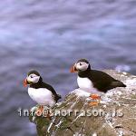 hs002852-01.jpg
Lundar, Puffin´s