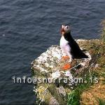 hs002791-01.jpg
Puffin, Lundi