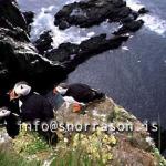 hs002790-01.jpg
Lundi, Puffin, Látrabjarg