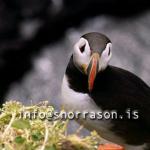 hs002787-01.jpg
Lundi, Puffin