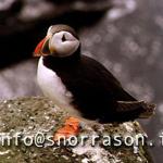 hs002786-01.jpg
Lundi, Puffin