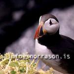 hs002782-01.jpg
Lundi, Puffin