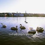 hs000033-01.jpg
Svanir, Reykjavíkurtjörn, Swans