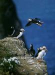 hs016814-01.jpg
Drangey, Skagafjörður, Lundi, Puffins