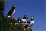 hs016318-01.jpg
Puffins, Lundar, Borgarfjörður Eystri