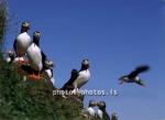 hs016317-01.jpg
Puffins, Lundar, Borgarfjörður Eystri