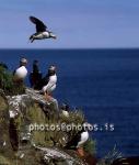 hs016316-01.jpg
Puffins, Lundar, Borgarfjörður Eystri