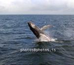 hs015468-01.jpg
Hnúfubakur,  whale
