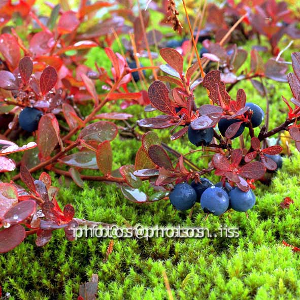 hs015094-01.jpg
Bláber, Blue berry´s