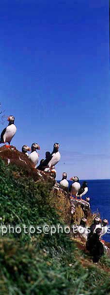 hs015041-01.jpg
Lundar, puffins