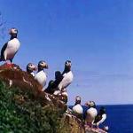 hs015041-01.jpg
Lundar, puffins