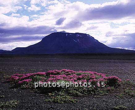 hs015031-01.jpg
Herðubreið, Eyrarrós, 
Mt. Herdubreid, north Iceland