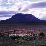 hs015031-01.jpg
Herðubreið, Eyrarrós, 
Mt. Herdubreid, north Iceland