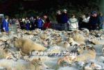 hs014387-01.jpg
Réttir, Vesturskaftafellssýsla, sheep gathering south
Icleland