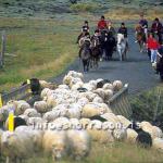 hs014370-01.jpg
Réttir, Vesturskaftafellssýsla, sheep gathering,  south
Icleland