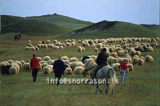 hs014363-01.jpg
Réttir, Vesturskaftafellssýsla, sheep gathering,  south
Icleland