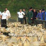 hs014349-01.jpg
Réttir, Vesturskaftafellssýsla, sheep gathering,  south
Icleland