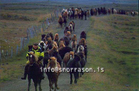 hs014343-01.jpg
Hestar, horses