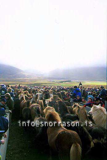 hs014317-01.jpg
Hestaréttir, Laufskálarétt, horse gathering, north Iceland